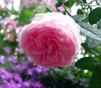 第3回美生活サロン クラシカルなバラの画像